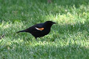 067 Blackbird, Red-winged, 2023-05272669 Mount Auburn Cemetery, MA